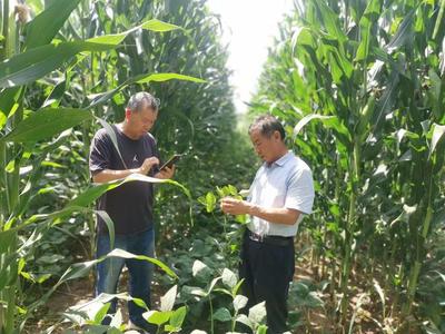 山西農(nóng)大農(nóng)學(xué)院科技服務(wù)團(tuán)隊(duì)深入太原北部現(xiàn)代農(nóng)業(yè)公園，助力大豆產(chǎn)業(yè)提質(zhì)增效