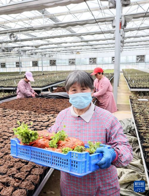 小藍(lán)莓點(diǎn)亮鄉(xiāng)村振興路——山東日照農(nóng)業(yè)科技服務(wù)助力致富果產(chǎn)業(yè)發(fā)展